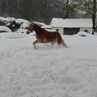 Unser Pferd im Schnee
